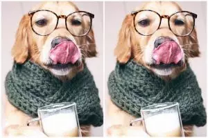 Ekspresi hewan minum susu ini lucu, bikin gemas ! 