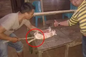 Pria ini tega bantai beberapa kucing dengan sadis, duh miris!