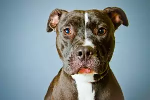 Anjing Pitbull ditemukan tergantung di pohon setelah diperkosa, kejam!