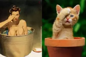 15 Kucing ini tirukan pose model jadul, hasilnya kocak banget!