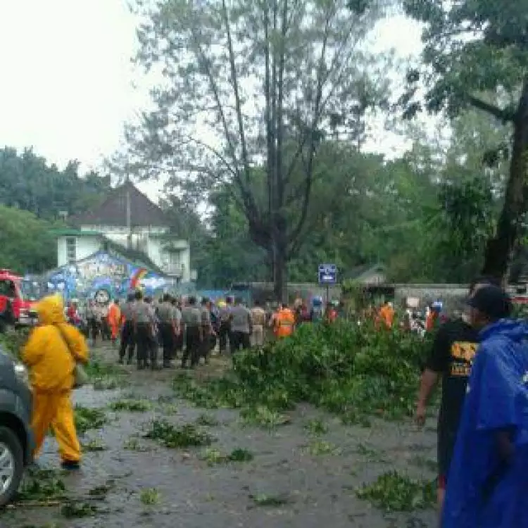 Tertimpa pohon tumbang, 2 orang meregang nyawa di Gembira Loka