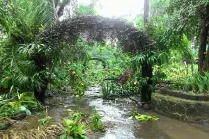 Bencana angin ribut, Gembira Loka Yogya besok tutup sementara