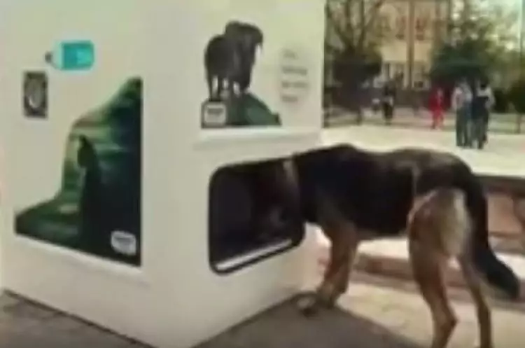 Negara ini menyediakan 'ATM' khusus bagi hewan, seperti apa?