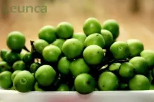 Tak cuma jadi lalapan, ini 10 khasiat 'sakti' leunca untuk kesehatanmu