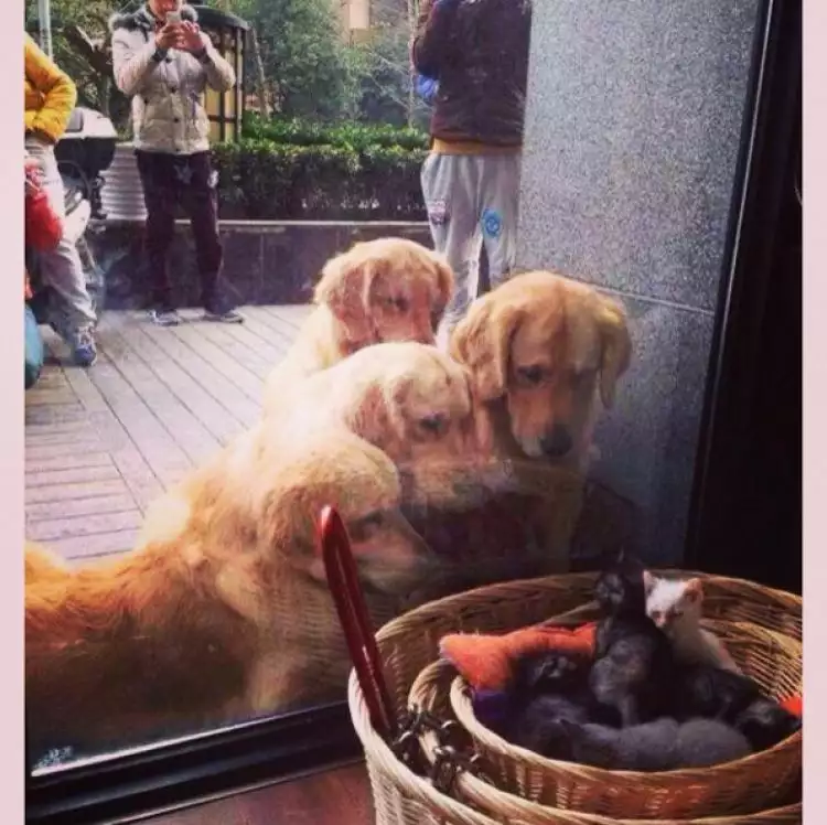 18 Foto ekspresi anjing kucing bertemu dari balik kaca, lucu deh!