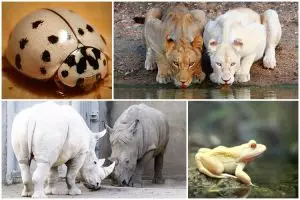 20 Hewan albino ini dijamin akan membuatmu berdecak kagum!