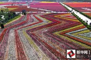 Hamparan bunga tulip ini bak karpet hidup, bikin pengen selfie di sana