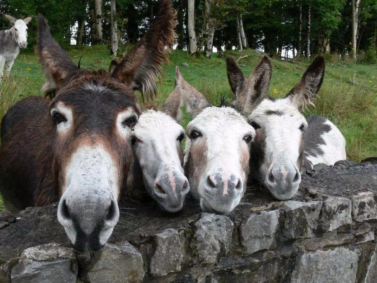 20 Potret keluarga hewan ini nggak kalah kompak sama manusia!