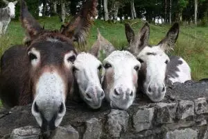 20 Potret keluarga hewan ini nggak kalah kompak sama manusia!