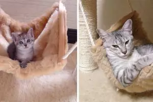 21 Foto before & after kucing dari kecil sampai dewasa, bikin gemas!