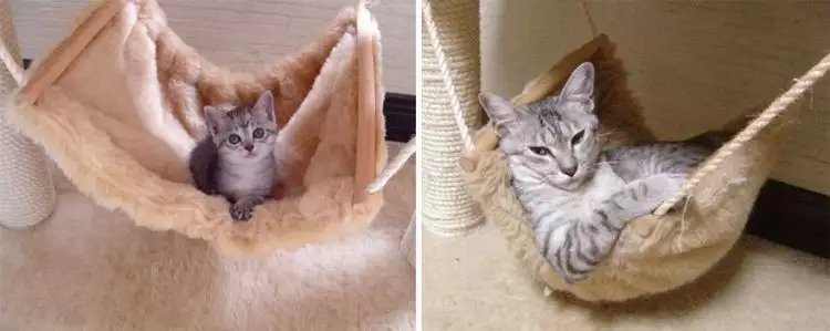 21 Foto before & after kucing dari kecil sampai dewasa, bikin gemas!
