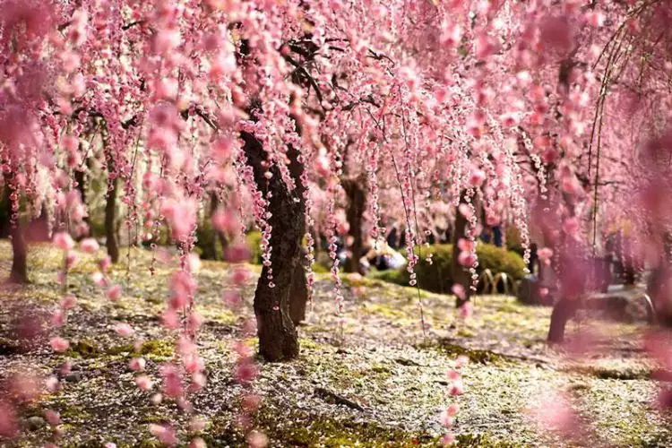 25 Foto bunga sakura di musim semi tahun ini, wow banget!