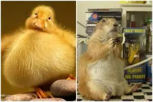 20 Hewan ini kelebihan berat badan, bikin gemas sekaligus kasihan ya!