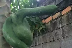 12 Buah dan sayur berbentuk unik, ada yang mirip alat kelamin manusia!