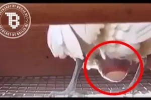 Perjuangan ayam saat bertelur ini bikin nggak tega makan telurnya