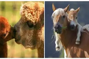 30 Potret kasih sayang induk hewan kepada anaknya, bikin terharu ya!