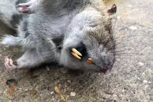 Seorang pria menangkap tikus sebesar bayi manusia, bikin geger!