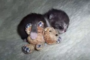 10 Tingkah ngegemesin hewan piaraan saat bersama boneka, unyu banget!