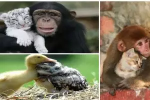 30 Foto hewan ini tunjukkan kasih sayang tak pandang perbedaan, keren!