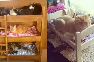 15 Desain tempat tidur untuk kucing kesayangan, lucu banget!