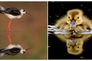 16 Foto hewan ini pas banget, hasilkan bayangan persis aslinya