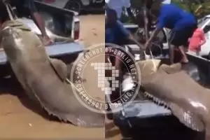 Ikan langka berukuran raksasa ini diangkut secara brutal, duh miris!