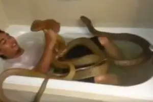 Menantang maut, pria ini mandi bareng dua ular kobra