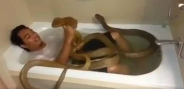 Menantang maut, pria ini mandi bareng dua ular kobra