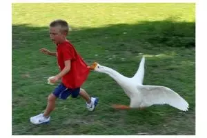 10 Ekspresi orang disosor angsa di depan umum, duh apes banget!