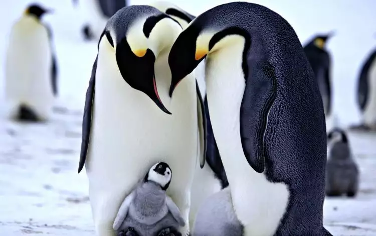 Bikin melongo, penguin ternyata juga bisnis prostitusi seperti manusia