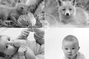 10 Foto ini buktikan kalau bayi rubah sama lucunya dengan bayi manusia