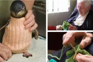 Kakek berusia seabad ini mampu bikin 1.000 sweater untuk penguin, wow!