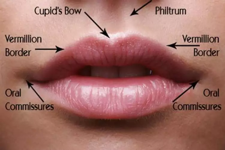Pernah merhatiin lekukan antara hidung dan bibir? Ini lho fungsinya!