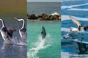 7 Hewan yang tanpa kamu sadari ternyata bisa berjalan di atas air, wow