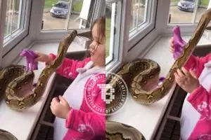 Balita ini santai bermain dengan ular piton, kamu berani nggak?
