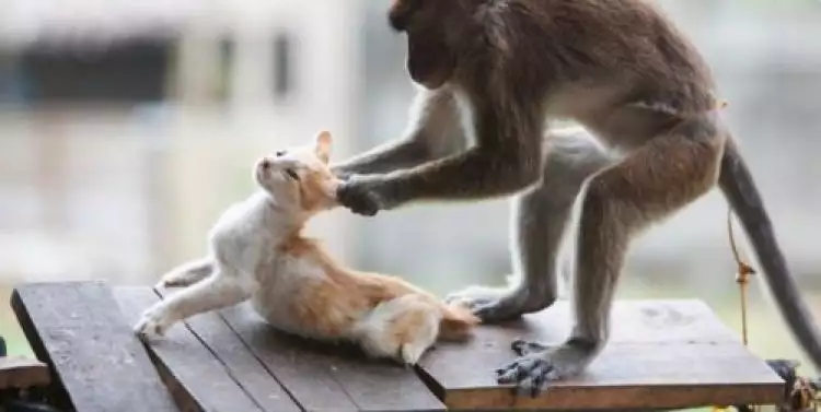 Persahabatan monyet dan kucing ini erat banget, kalian begitu nggak?