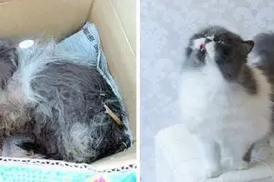 10 Beda kondisi kucing saat dibuang dan setelah dirawat, bikin haru ya