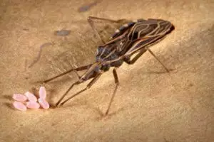 7 Kondisi mengerikan akibat gigitan serangga, segera obati ya!