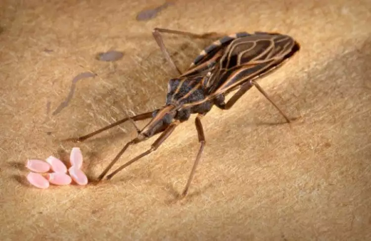 7 Kondisi mengerikan akibat gigitan serangga, segera obati ya!