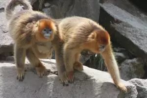 Tidak cuma manusia, monyet ternyata butuh bidan saat melahirkan anak