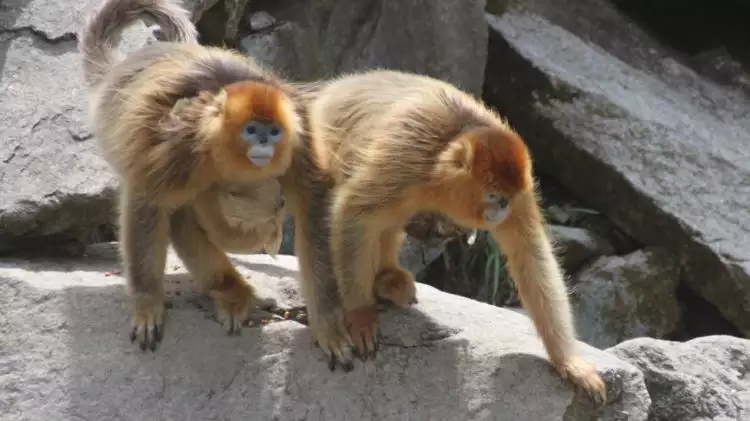 Tidak cuma manusia, monyet ternyata butuh bidan saat melahirkan anak
