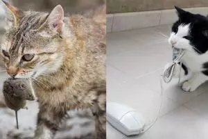 14 Beda tingkah kucing jadul dan kekinian ini bikin geli sendiri