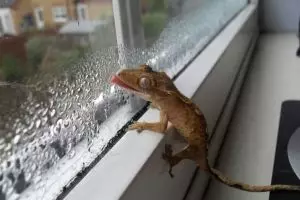 19 Kelakuan hewan suka jilatin kaca ini dijamin bikin kamu gagal paham