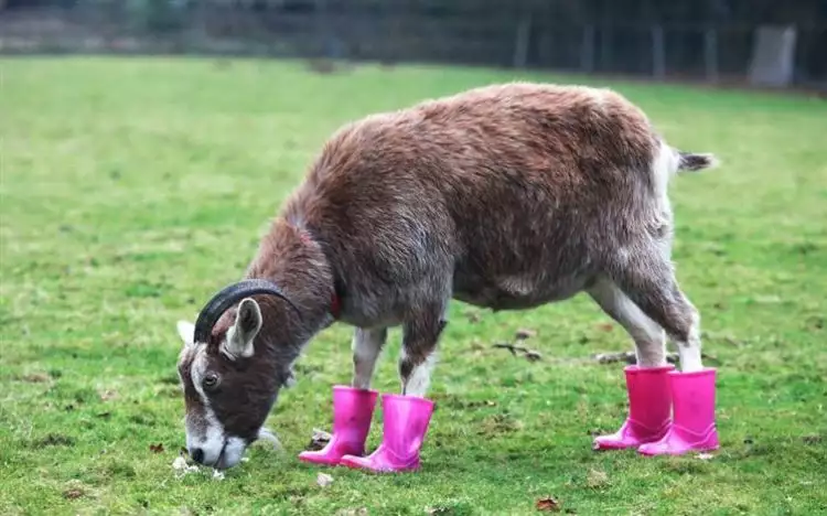 14 Kelakuan hewan pakai sepatu boots, bikin gemas! 