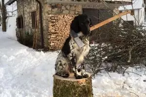 10 Foto hits Gustl, anjing yang jadi model dengan bayaran Rp 20 juta