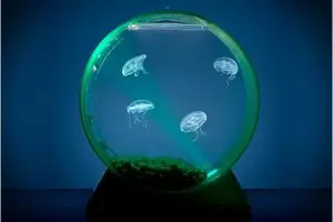 16 Akuarium keren ini cocok hiasi rumahmu, bikin adem!