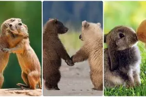 20 Potret kemesraan hewan dengan pasangannya, romantis juga ya!