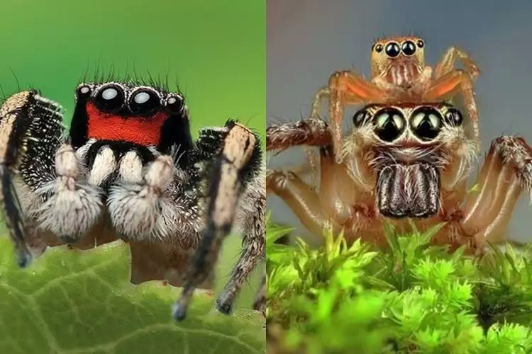 Begini 13 rupa laba-laba jika foto close up, mengerikan mirip monster!