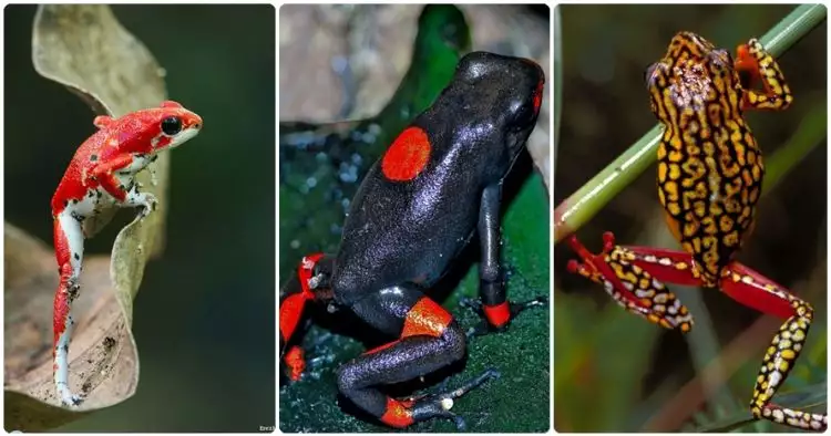 Jarang dijumpai, ini 20 penampakan katak warna-warni yang menakjubkan
