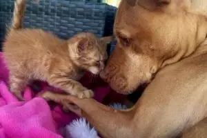 Kenalin Bubba, Pitbull yang perlakukan kucing seolah anaknya sendiri